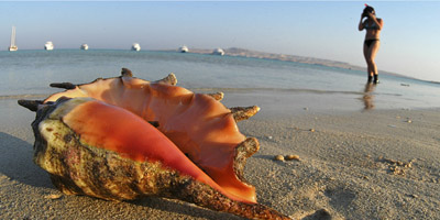 Snorkeling along the Sinai coast